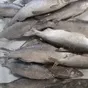 рыбу с/м пелядь (сырок ) в Ханты-Мансийске и Ханты-Мансийском автономном округе Югра 3