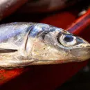 В Югре в первую неделю года составили 27 протоколов за незаконный лов рыбы