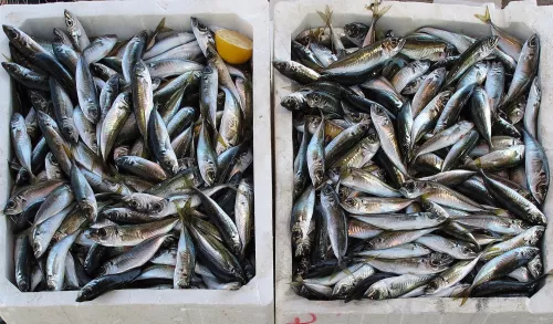 Рост цен на рыбу зафиксирован в ХМАО