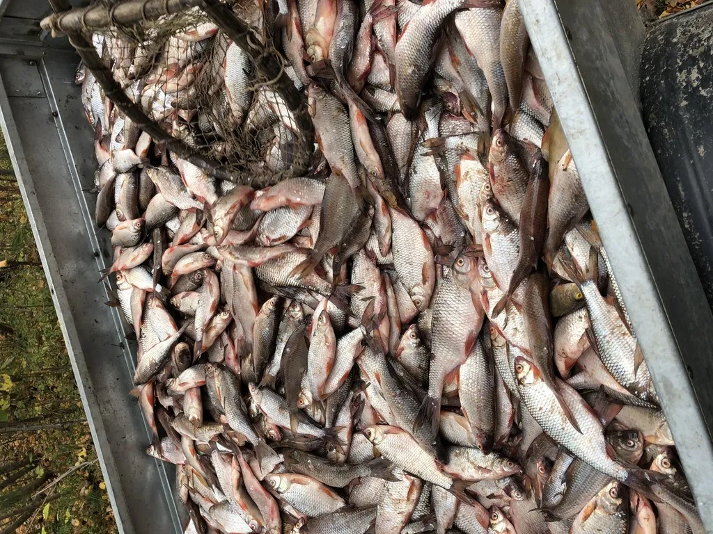 скупаем рыбу у рыбаков  в Сургуте 2