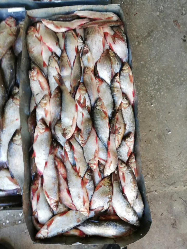 фотография продукта Рыба Опт Щука Язь Плотва