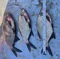 рыба свежемороженая язь в Ханты-Мансийске и Ханты-Мансийском автономном округе Югра 3