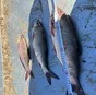 рыба свежемороженая язь в Ханты-Мансийске и Ханты-Мансийском автономном округе Югра